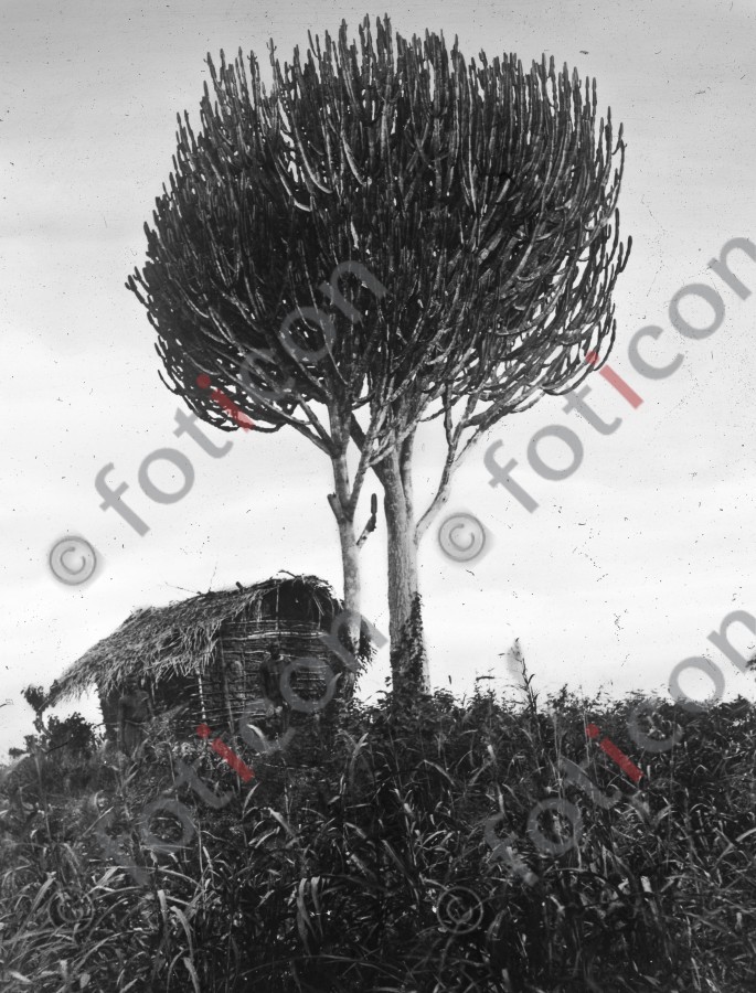 Euphorbia ingens | Euphorbia ingens - Foto foticon-simon-192-023-sw.jpg | foticon.de - Bilddatenbank für Motive aus Geschichte und Kultur